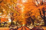 Mùa Thu - Bờ Tây Canada